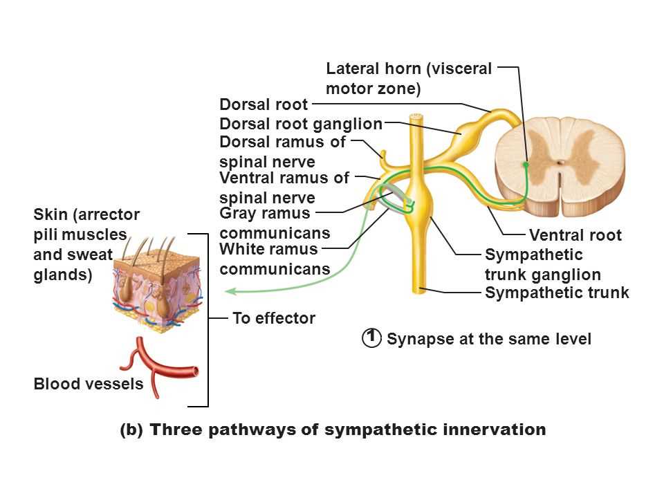 Systems of the Body