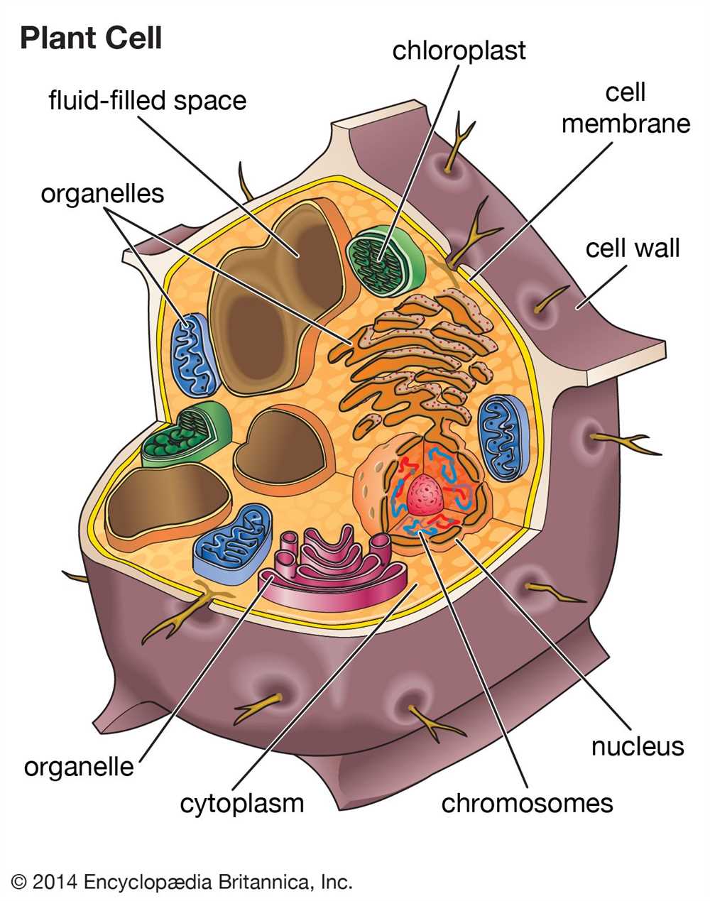 Labster cell structure answers