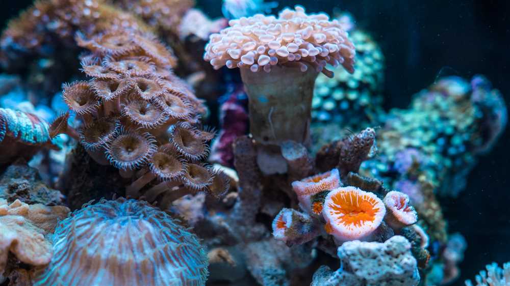 Benefits of Coral Reef Gizmos