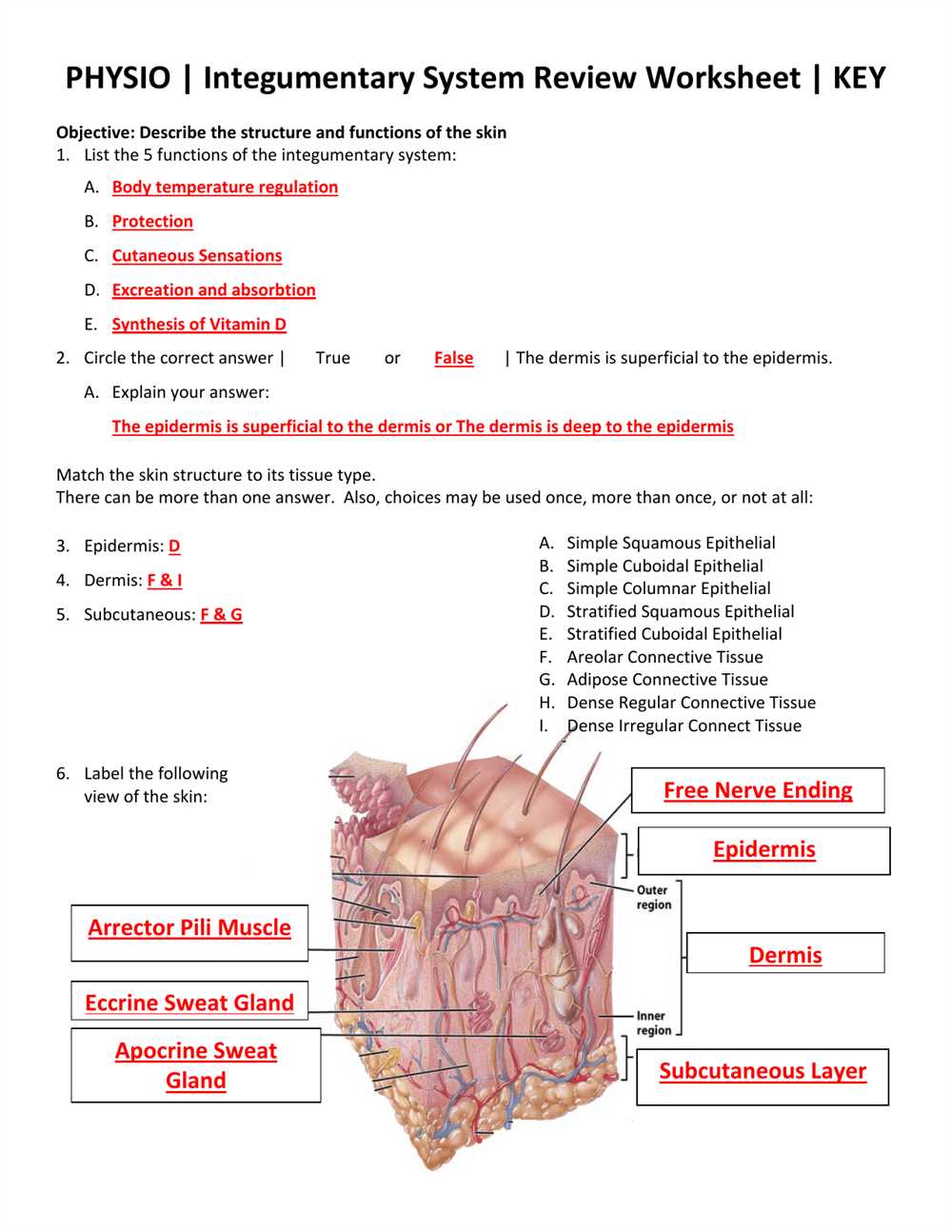 Integumentary system lab answers