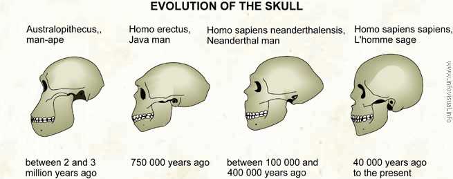 Exploring the uses of the talking skull in modern technology