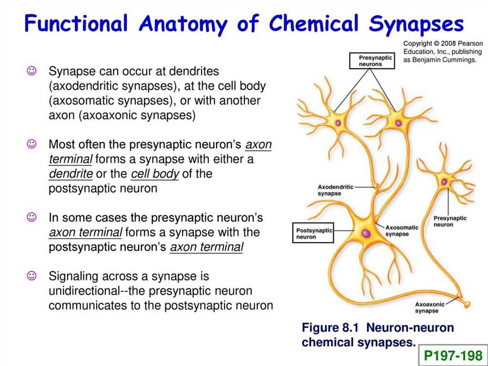 Structure of a Synapse