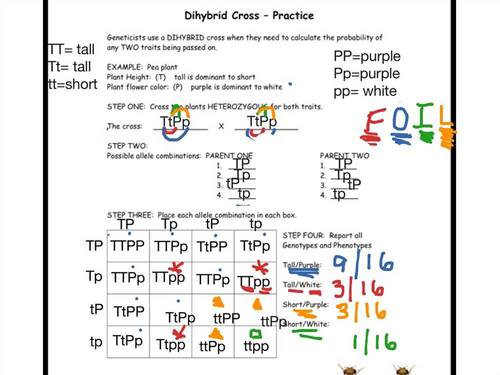 Monohybrid practice answer key