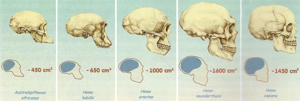 Human evolution skull analysis gizmo assessment answers