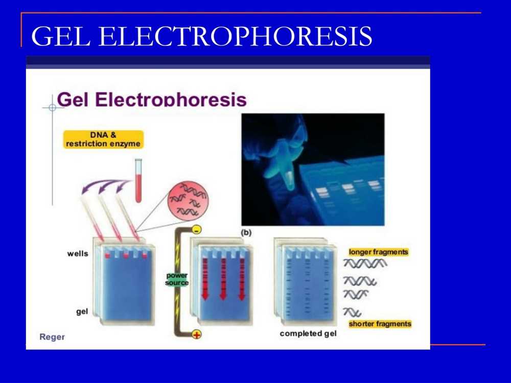 Why Gel Electrophoresis Virtual Lab Answers are Essential for ...