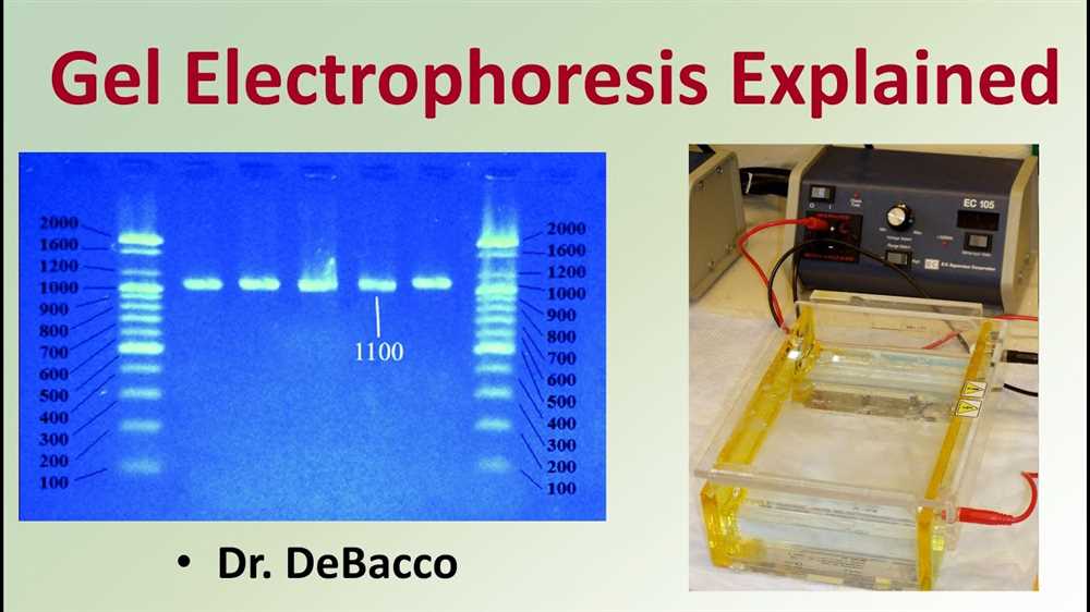 Gel Electrophoresis Virtual Lab Answers: A Comprehensive Guide