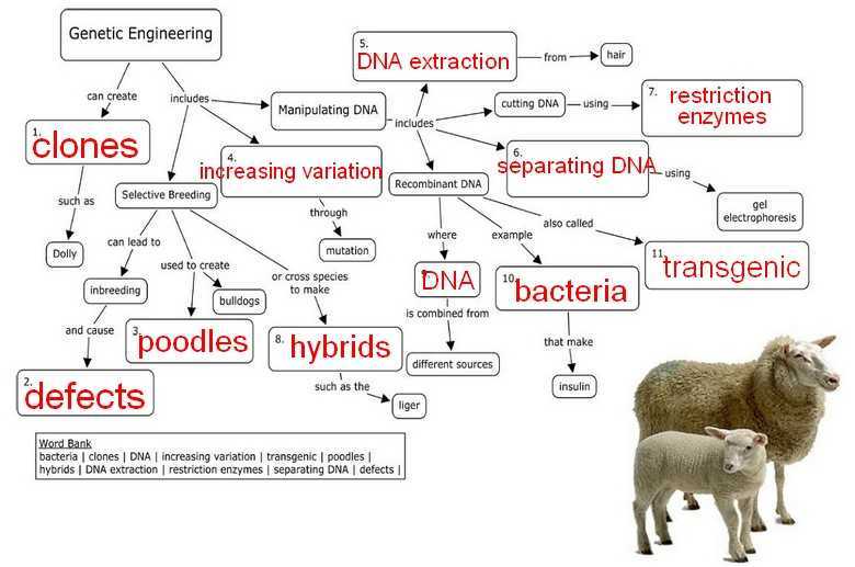 Types of Genetic Mutations