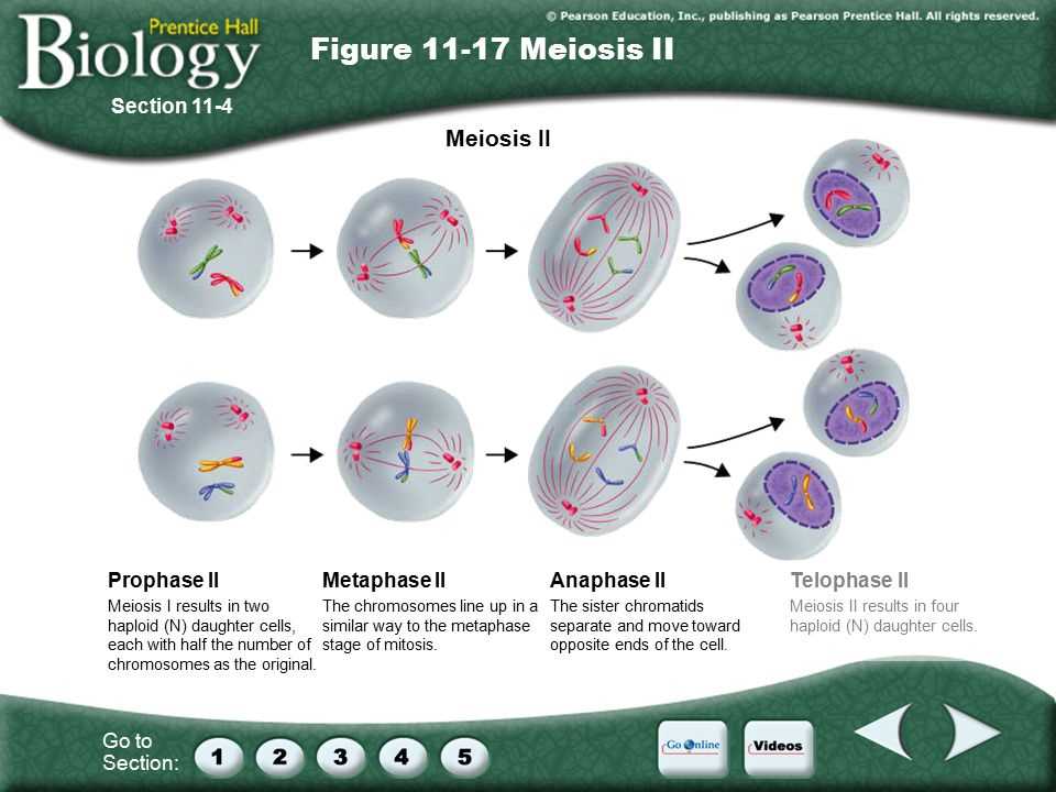 Section 11 4 Meiosis Answers: Understanding the Basics