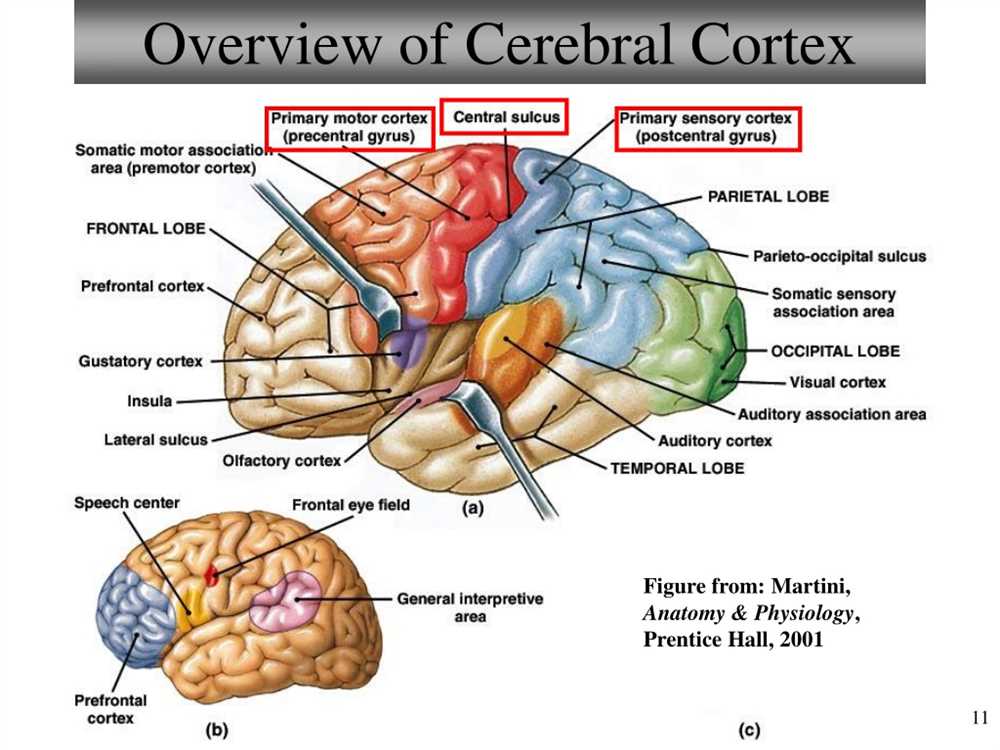 Anatomical Terminology