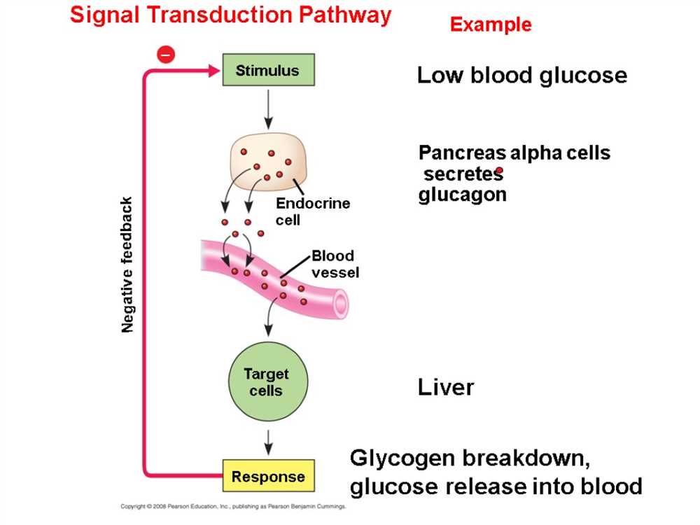 Analyzing the key components involved in signal transduction