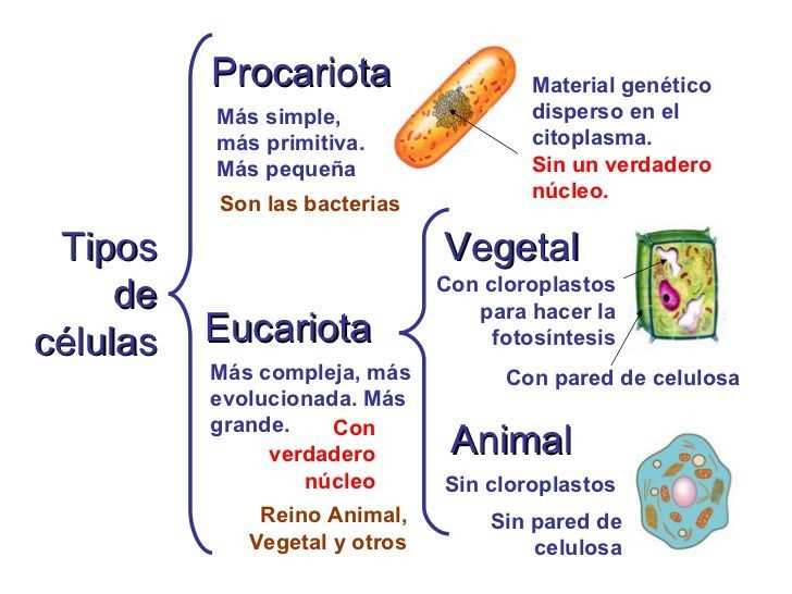 Examen de la celula con respuestas