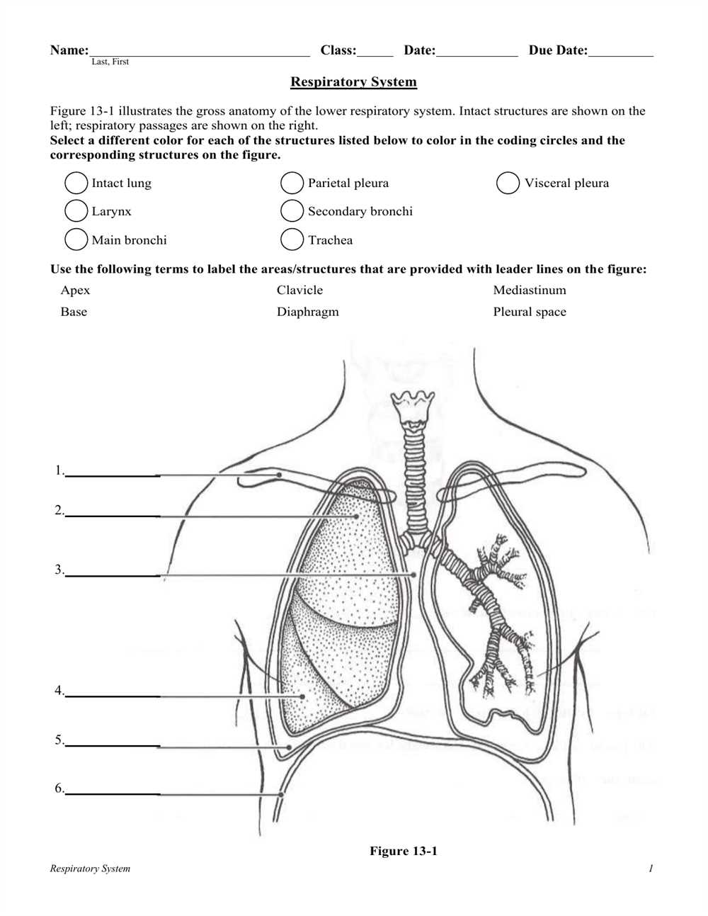 Anatomy and Physiology of the Respiratory System