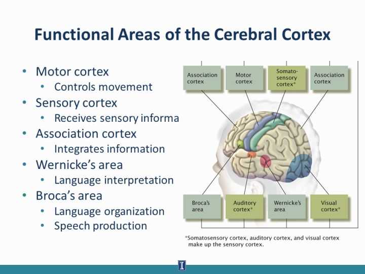 What is the Harris Infant Neuromotor Test?