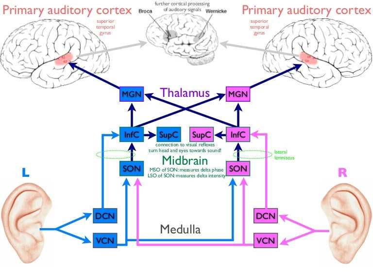 Importance of Early Neuromotor Development