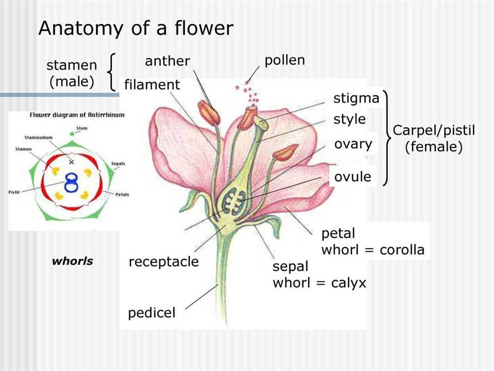 Understanding the Flower Pollination Gizmo