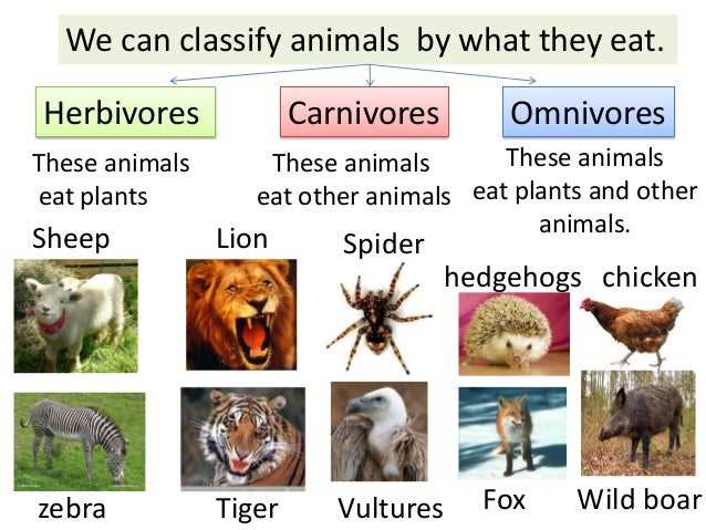 Carnivores: The Meat Eaters