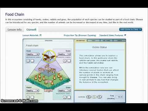 Analyzing the Energy Flow in the Prairie Ecosystem Gizmo