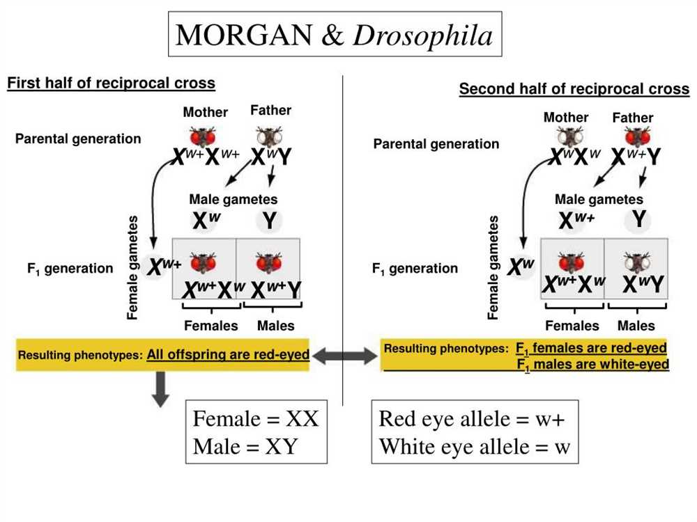 Sweet 16 drosophila tournament answers