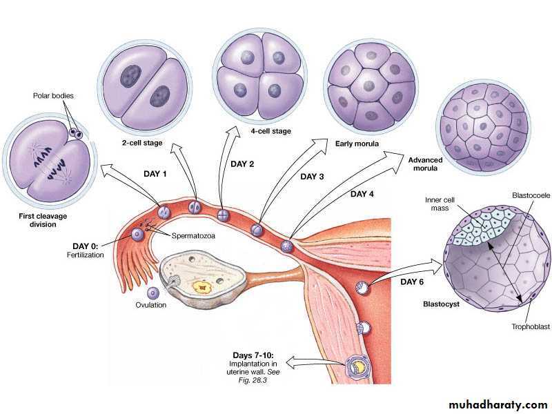 The Basics of Human Reproduction