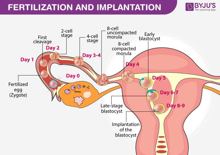 Human reproduction and development mastery test