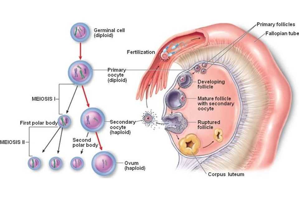 Reproductive health and common issues