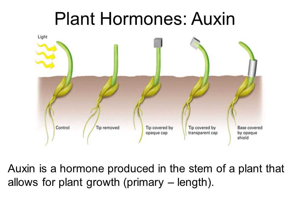 The Ultimate Guide to Plant Hormones: POGIL Answer Key Revealed