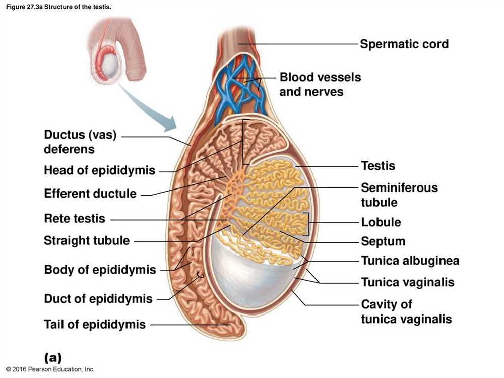 Golgi Apparatus