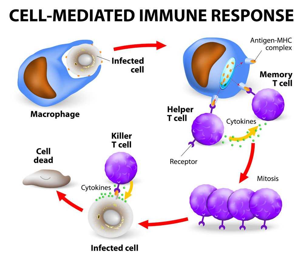 POGIL Activities for Understanding Immunity