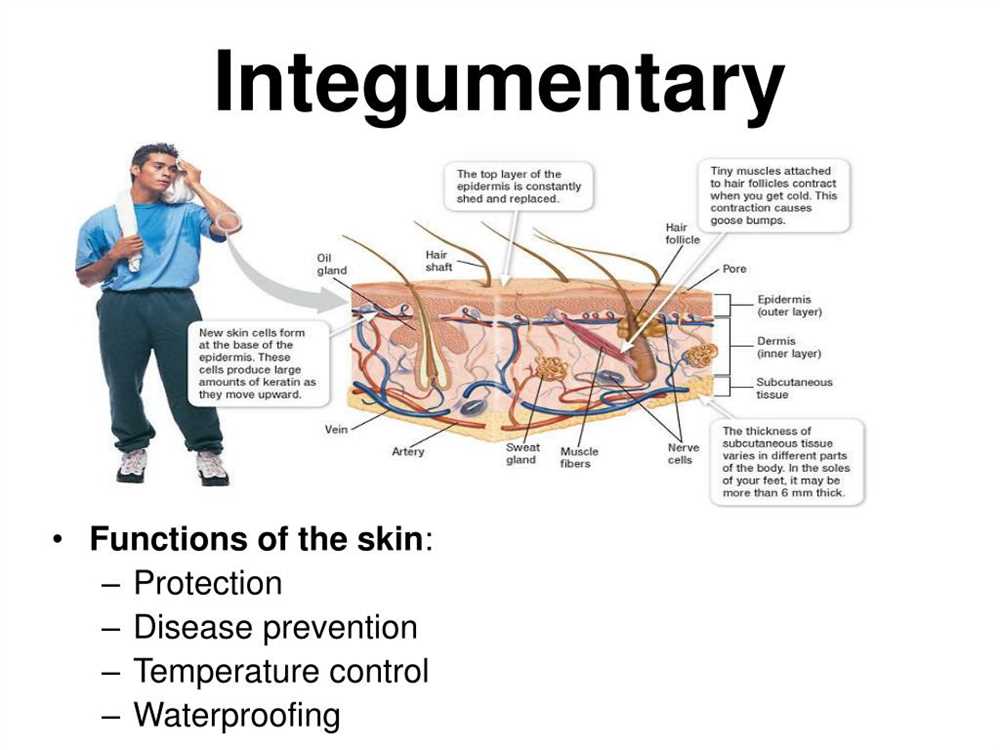 Components of the Integumentary System