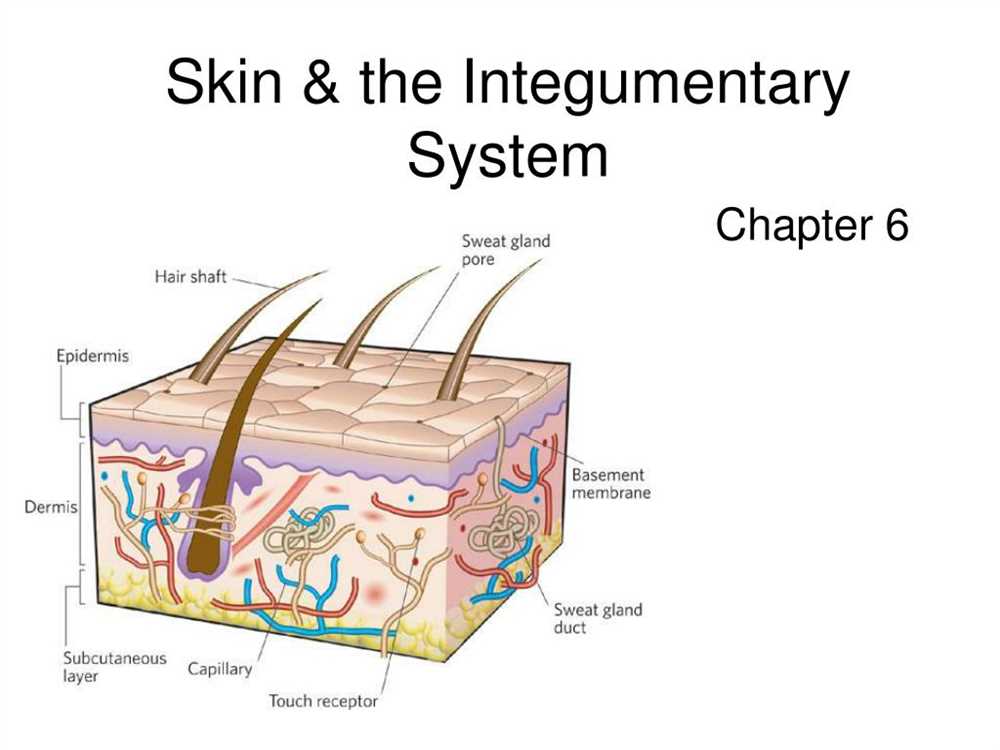 The Structure of the Skin