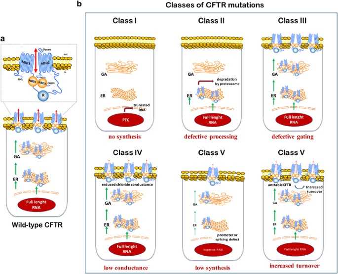 Understanding Mutations