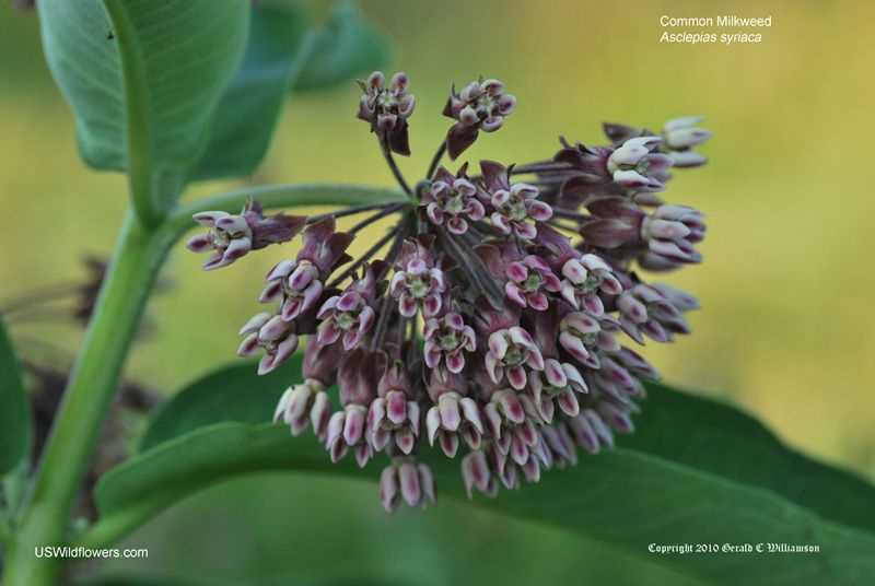 Milkweed study guide answers