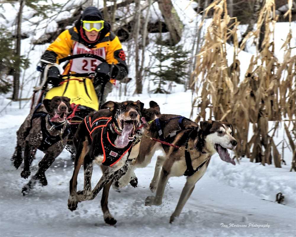 Sled dog racing answer key