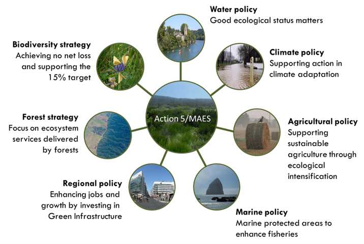 The Role of Relationships in Maintaining Ecosystem Balance