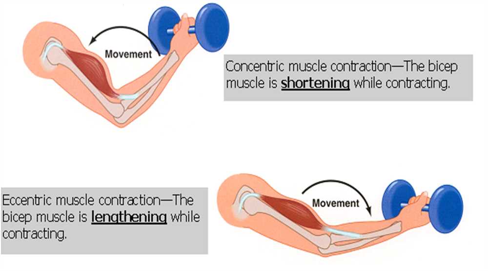 Muscle Contraction POGIL Answers