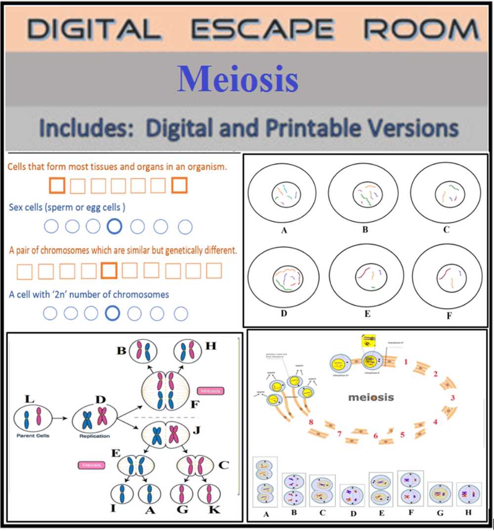 Unraveling Meiosis: An In-Depth Look at the POGIL Worksheet Answer Key