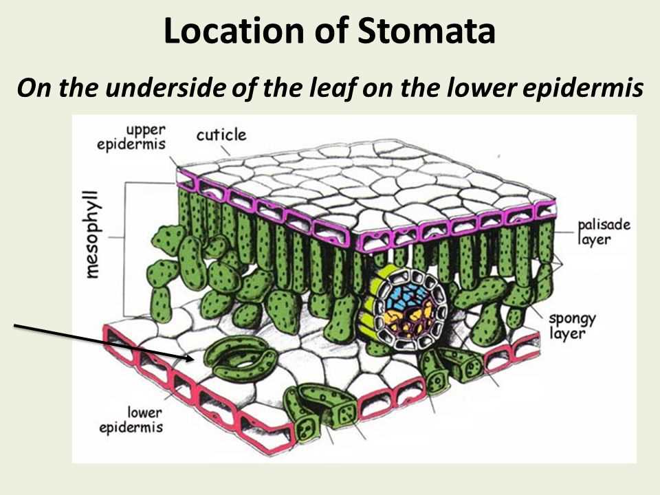 Applications and Significance of Algae Bead Photosynthesis Research