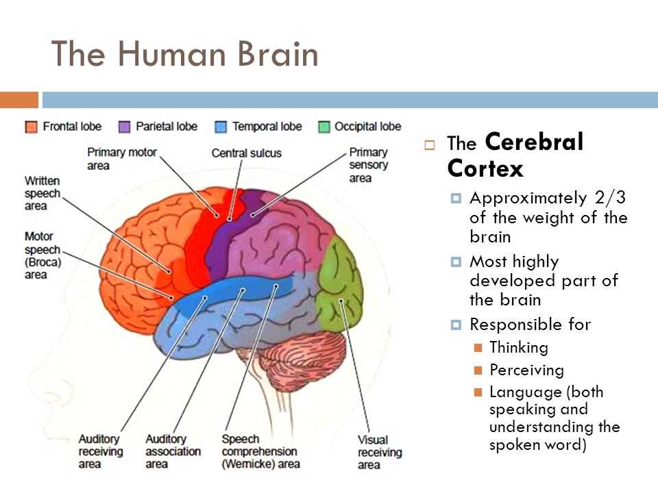 The Brain Stem: Control Center of Vital Functions