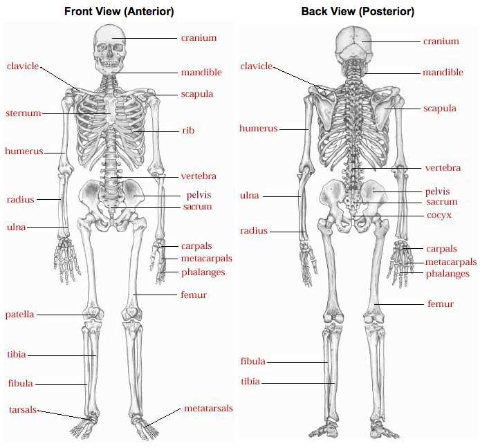 Analyzing the Function of Joints in the Body