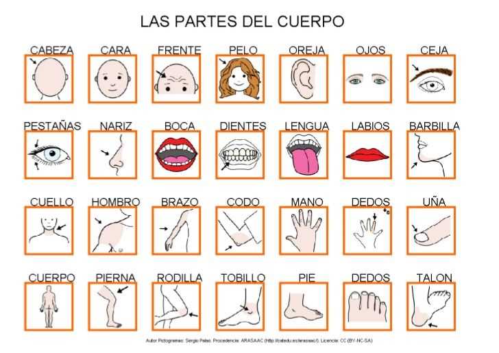 Las partes del cuerpo worksheet answer key