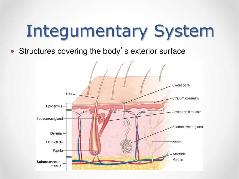 Laboratory Experiments on the Integumentary System