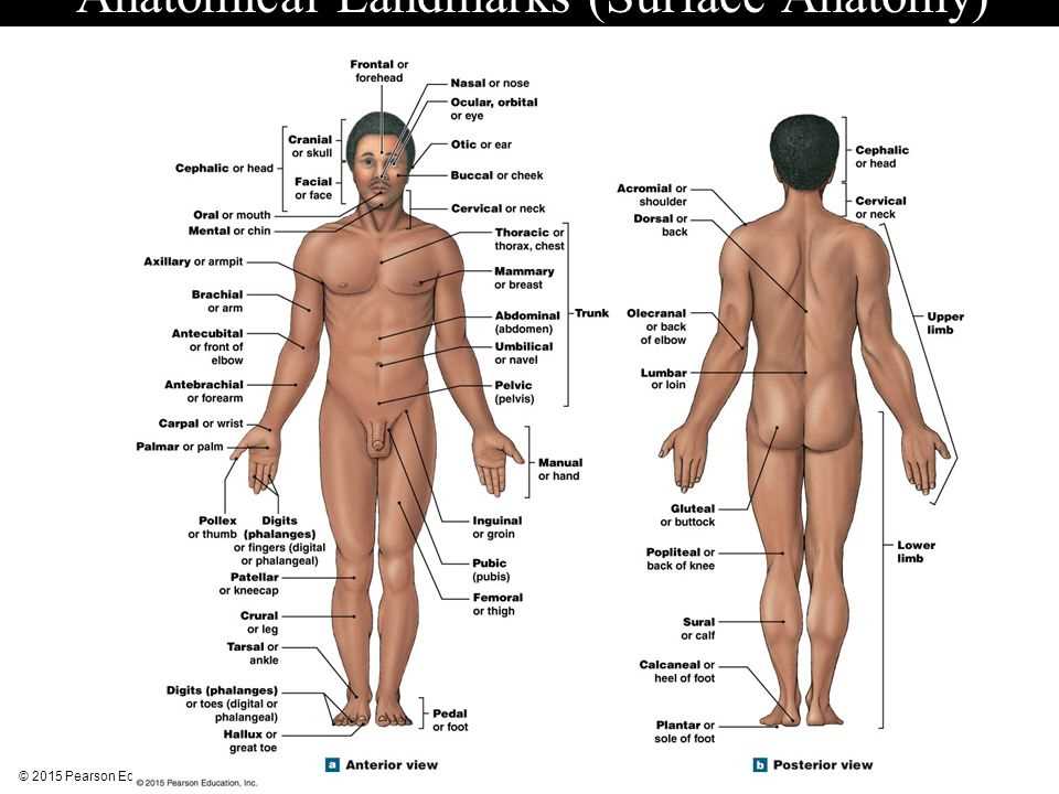 Anatomy and physiology 1 midterm practice test