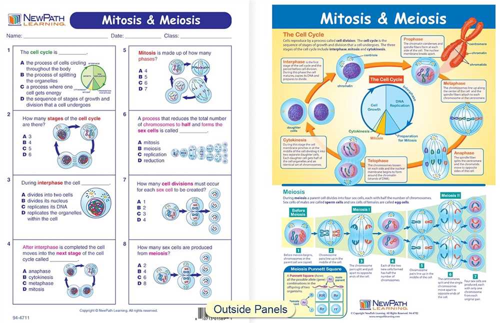 The Meiosis Process