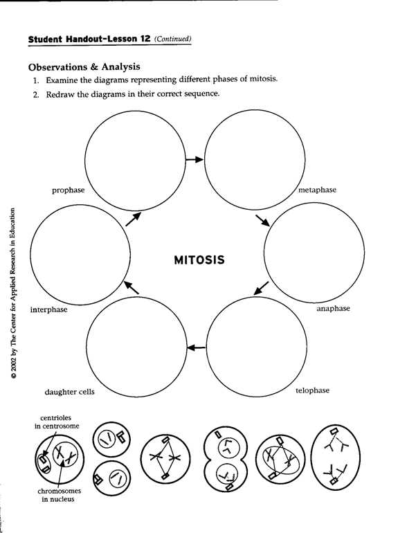 Meiosis escape room activity answer key