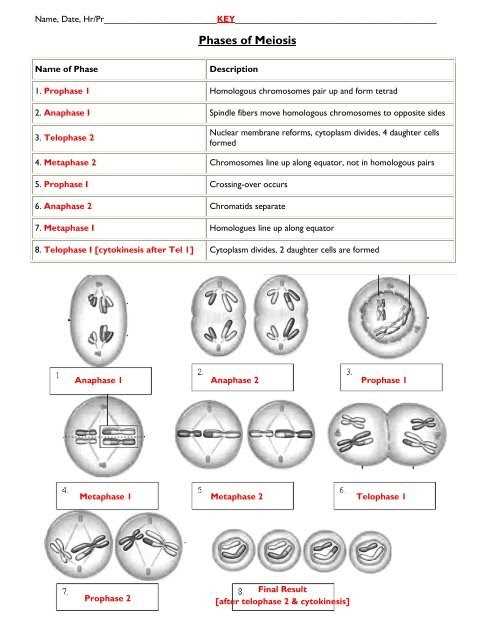 Anaphase I