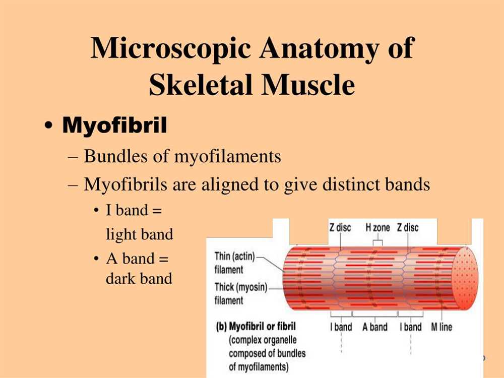 Myofibril Organization in Skeletal Muscle