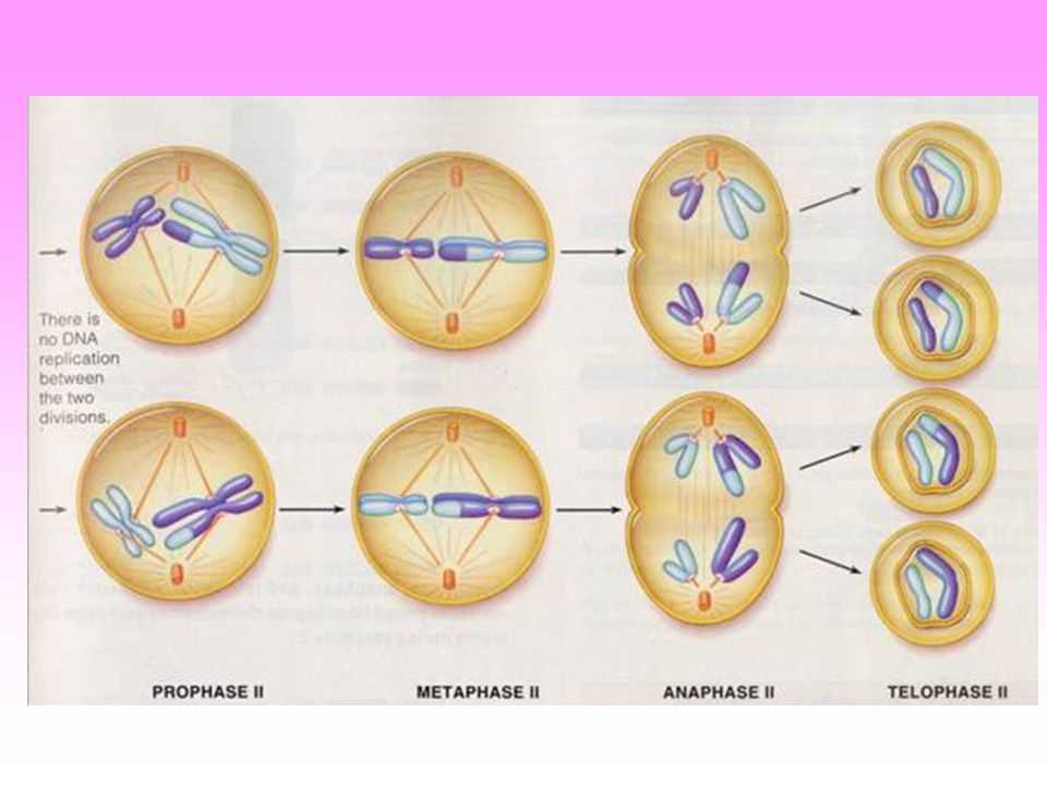 Understanding the Mitosis POGIL Answer: A Step-by-Step Guide