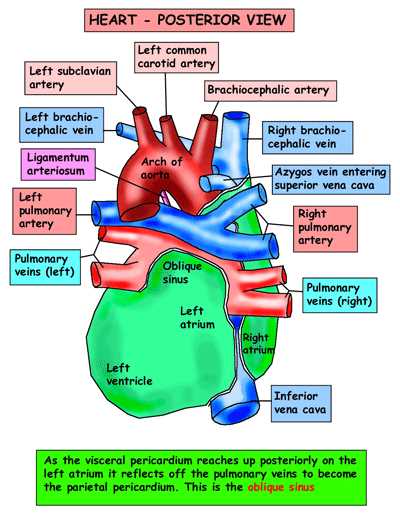 Understanding Cardiac Anatomy and Physiology