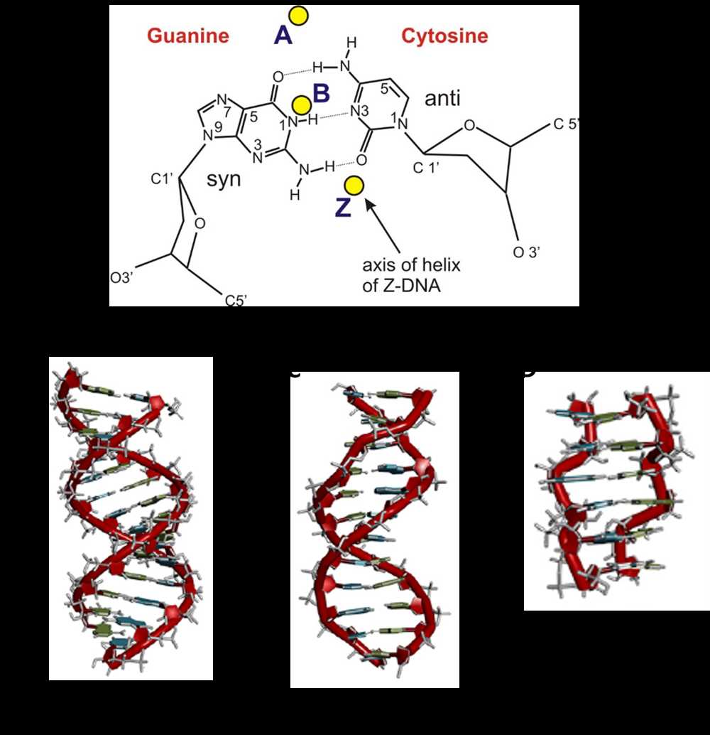 DNA Replication