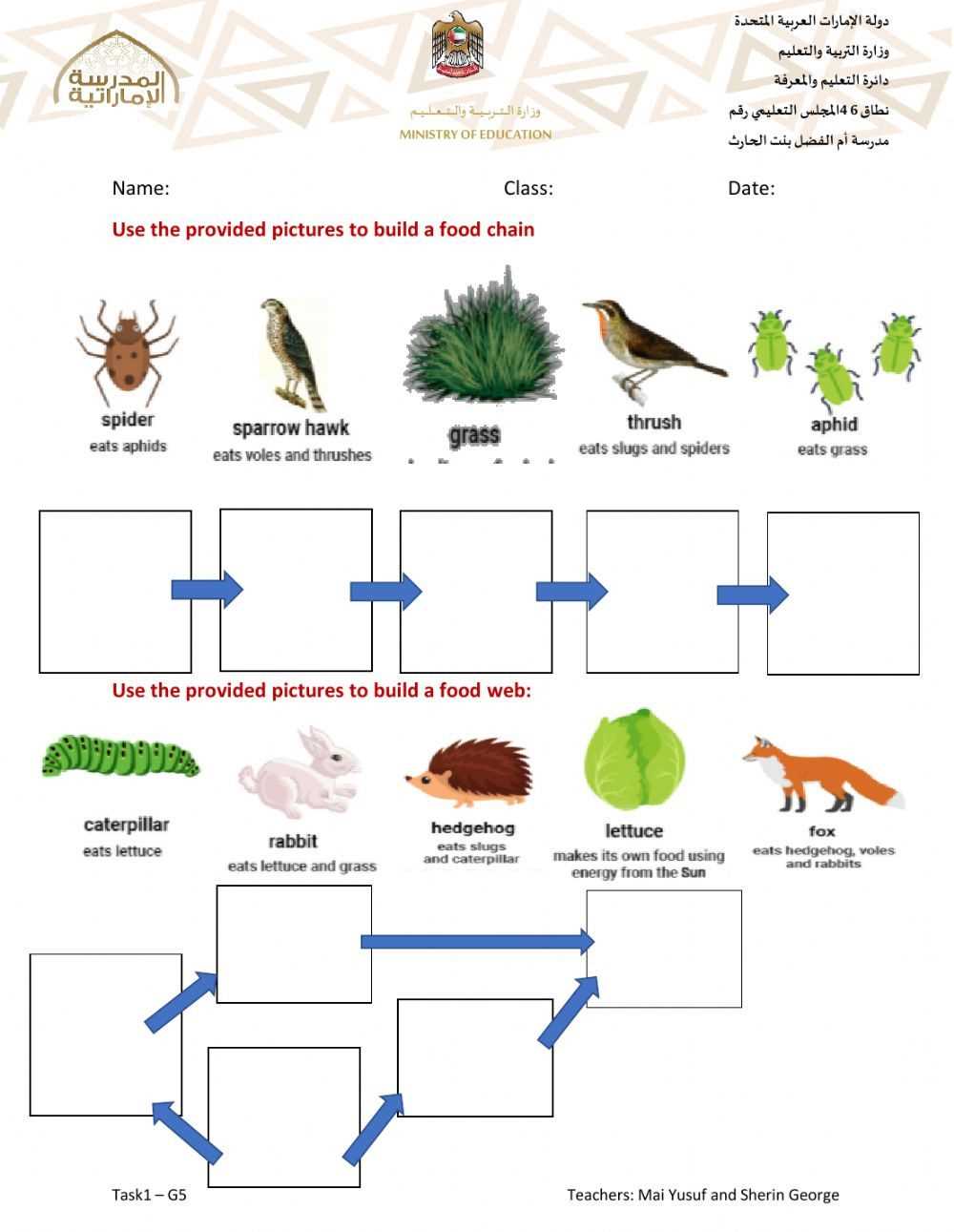 Exploring different types of food chain gizmos